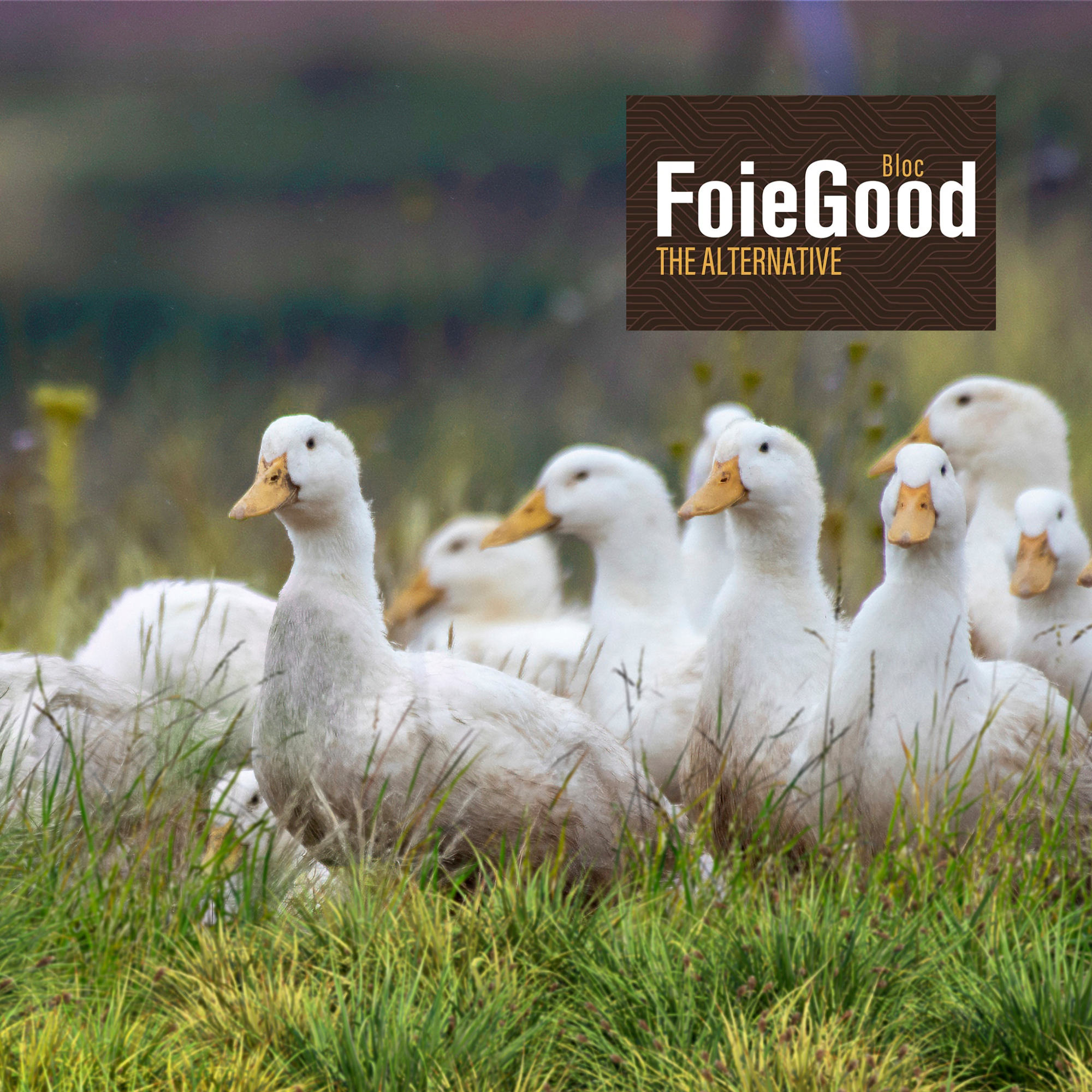 Foie Good | High-Welfare Duck Speciality
